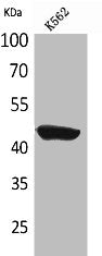CD1E Antibody