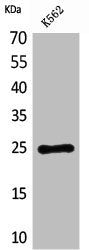 CD7 Antibody