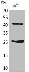 CD28 Antibody