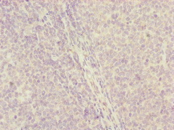 CENPH Antibody