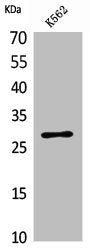 CD58 Antibody