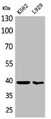 CD84 Antibody