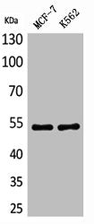 LILRA2 Antibody