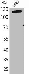 LAMP1 Antibody