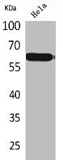 PVRL3 Antibody