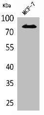 IL1R1 Antibody
