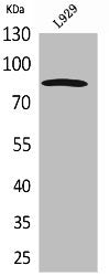 PDGFRA Antibody