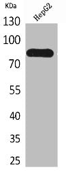 CD248 Antibody
