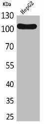 FCRL5 Antibody