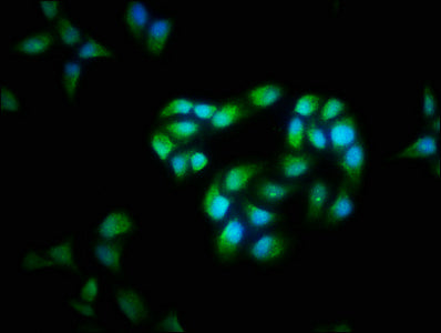 CFLAR Antibody