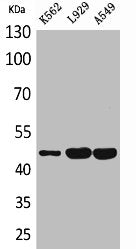 KIR3DL3 Antibody