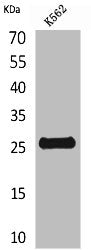 KLRB1 Antibody