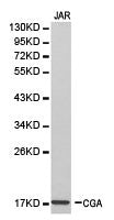 CGA Antibody