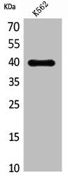 CXCR3 Antibody