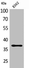 SLAMF1 Antibody