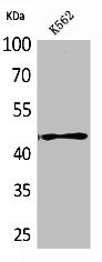 RHAG Antibody