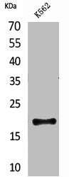 CD160 Antibody