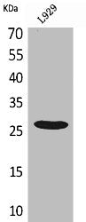 KLRC1 Antibody
