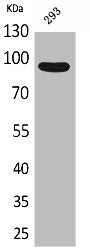 CDCP1 Antibody