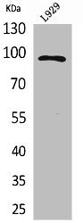 MACC1 Antibody