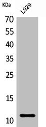 CCL8 Antibody