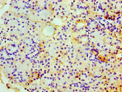 CHGA Antibody