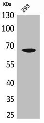 VGF Antibody