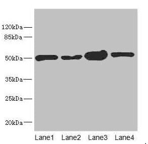 CHN1 Antibody