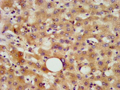 CHN2 Antibody