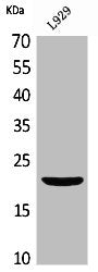 IFNL1 Antibody