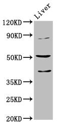 CHRNB3 Antibody
