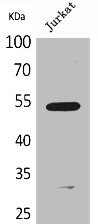 BMP3 Antibody