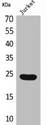 IFNE Antibody