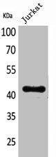 BMP8A Antibody