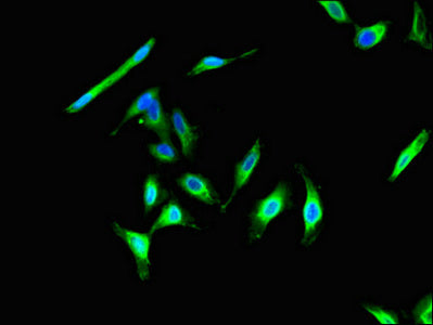 CIB2 Antibody