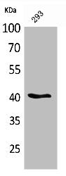PAX5 Antibody