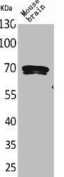 BIN1 Antibody