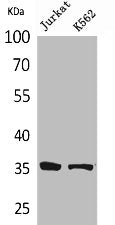 APEX1 Antibody