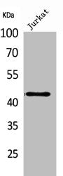 E2F4 Antibody