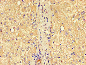 CLDN1 Antibody