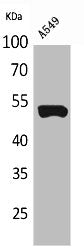 KRT8 Antibody