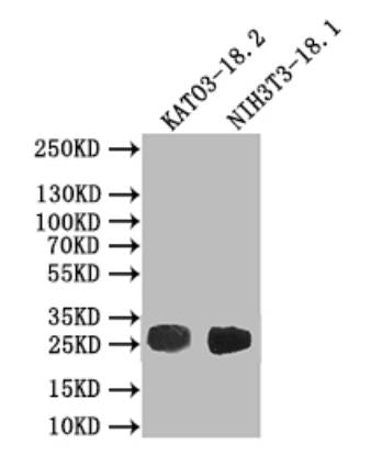 CLDN18 Antibody