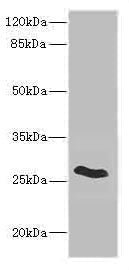 CLDN18 Antibody