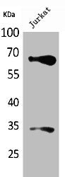 NFE2L2 Antibody