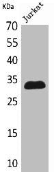 CDKN1C Antibody