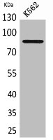 MPO Antibody