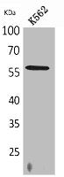 RUNX2 Antibody