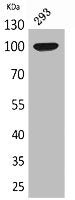 ENPP2 Antibody