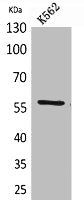 ANGPTL1 Antibody