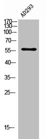IFNAR2 Antibody